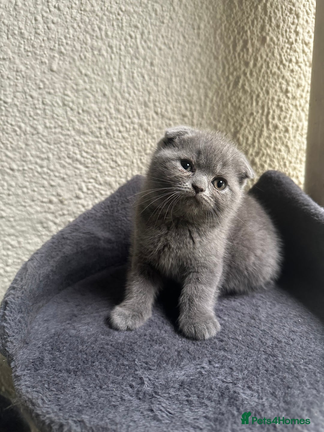 Scottish Fold cats for sale: Beautiful Scottish folds and straights kittens🎀 - Image 29