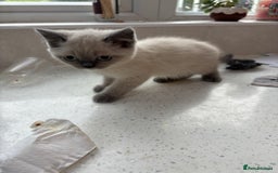 British Shorthair cats for sale: Beautiful British blues and colourpoints  - Image 11