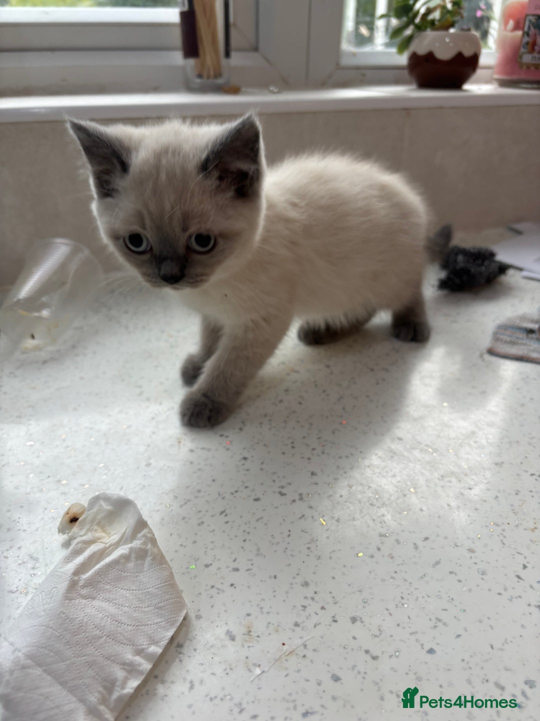 British Shorthair cats for sale: Beautiful British blues and colourpoints  - Image 11
