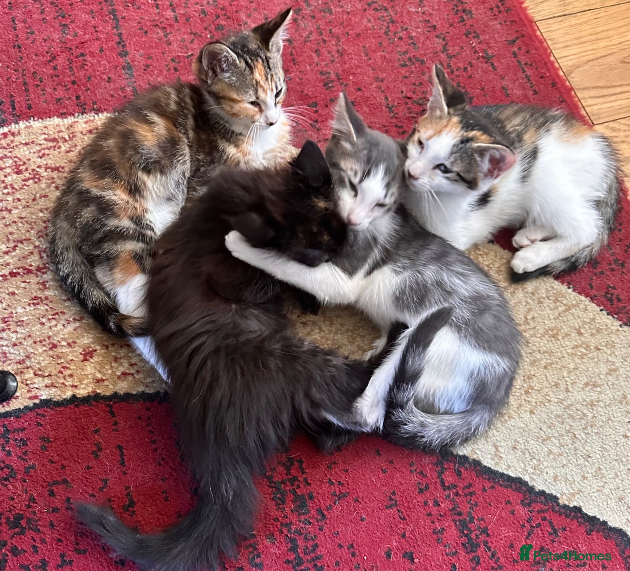Mixed Breed cats Mixed bread kittens ready to go £100 - Advert 1