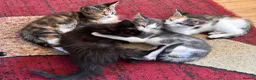 Mixed Breed cats for sale: Mixed bread kittens ready to go £100 - Advert 1