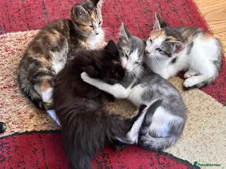 Mixed Breed cats for sale: Mixed bread kittens ready to go £100 - Advert 1