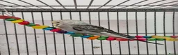 Budgerigars birds for sale: 3 Baby Budgies-ready now - Advert 2