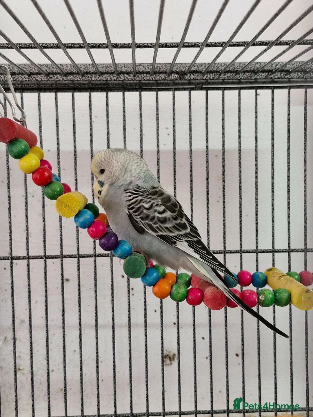 Budgerigars birds for sale: 3 Baby Budgies-ready now - Advert 2