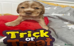 Cocker Spaniel dogs for sale: Show cocker spaniel puppies viewings this weekend! - Image 20