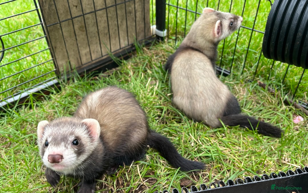 Ferret rodents for sale: Ferret kits for sale - Image 2