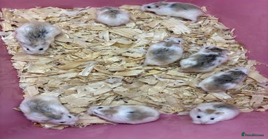 Hamster rodents - Advert 6