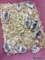 Hamster rodents - Advert 2