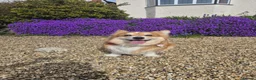 Welsh Corgi Pembroke dogs for sale: Stunning Fluffy Long-Haired (Fluffy) Corgi Puppies - Advert 15