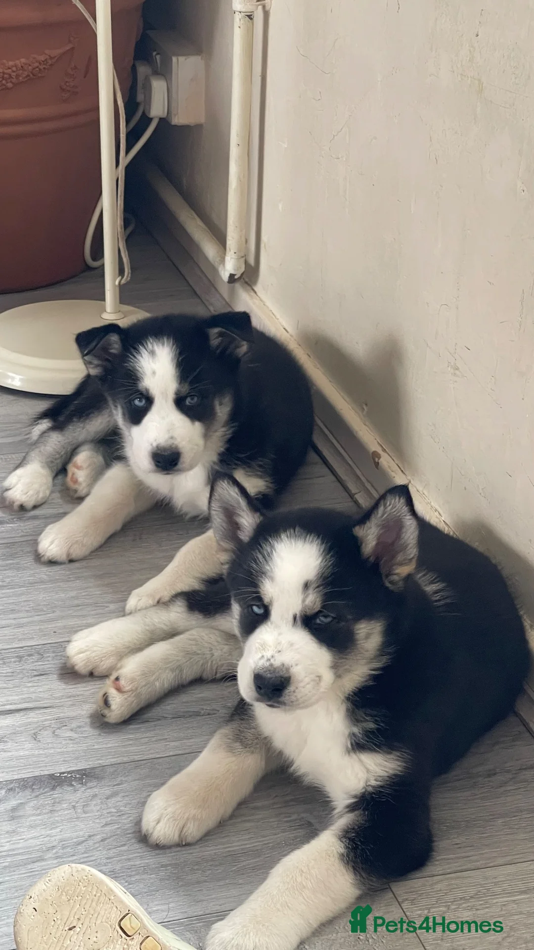 Siberian Husky dogs for sale: 3 husky puppies! in Stevenage - Advert 11