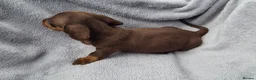 Miniature Dachshund dogs for sale: Gorgeous KC Reg, PRA Clear miniature dachshunds - Advert 4