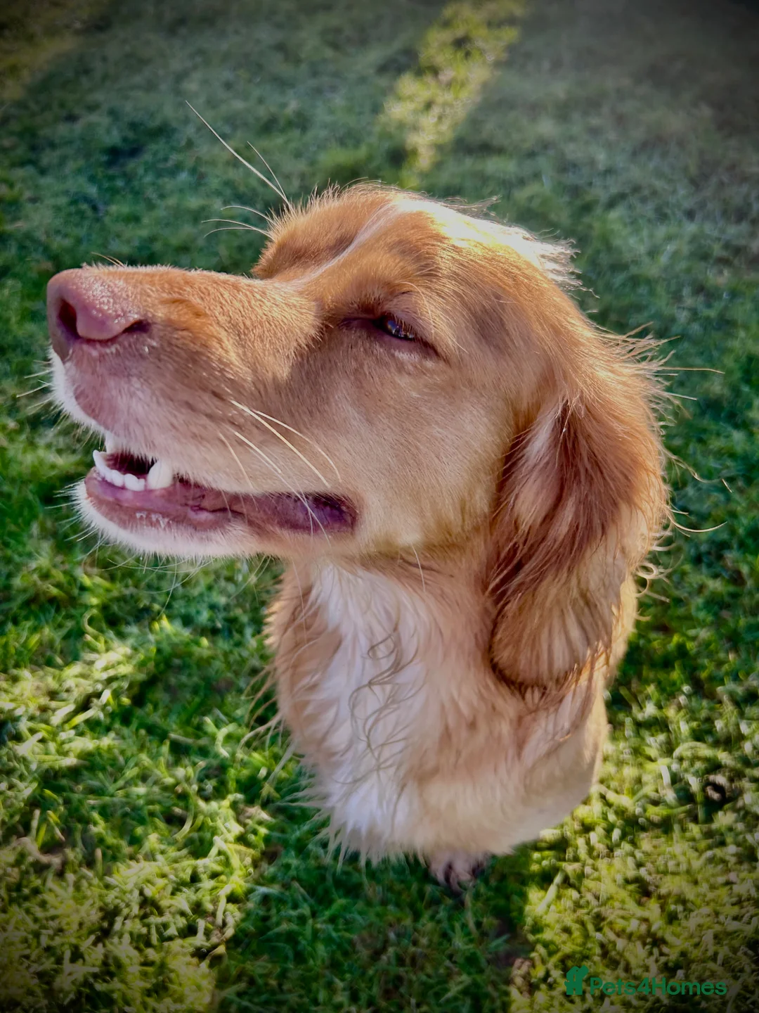 Cocker Spaniel dogs for stud: Stud dog  - Advert 4