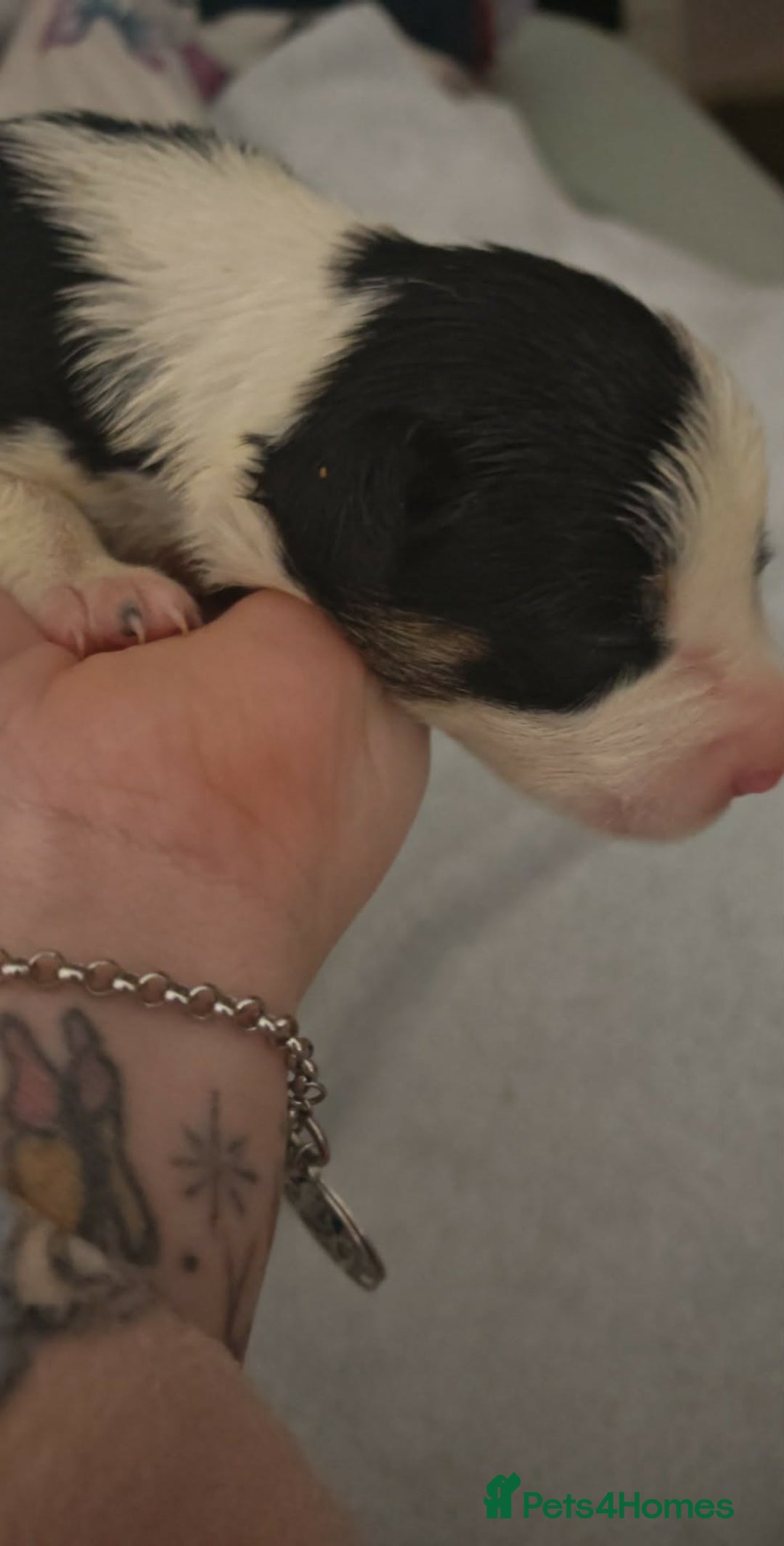 Border Collie dogs for sale: Border Collie Puppies  - Advert 4