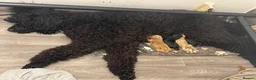 Labradoodle dogs for sale: Labradoodles available now !! - Advert 2