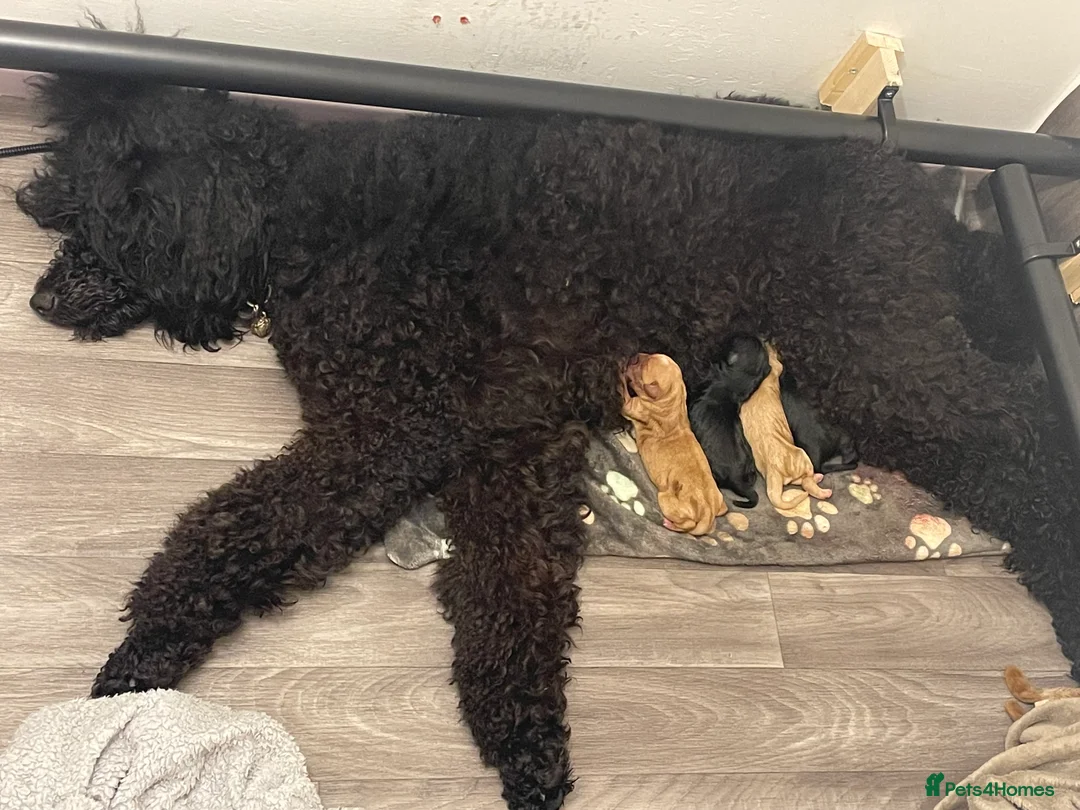 Labradoodle dogs for sale: Labradoodles available now !! - Advert 2