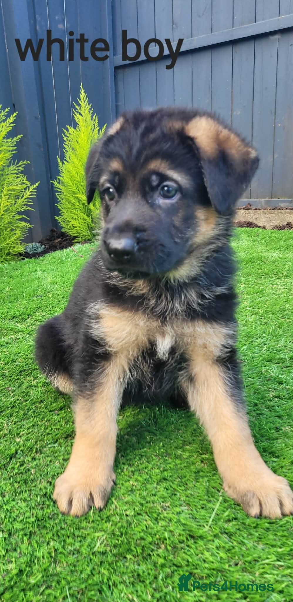 German Shepherd dogs 4 generation German shepard (shorthair) - Advert 1