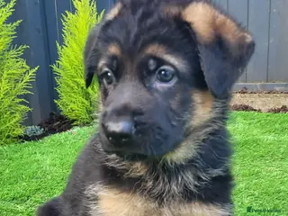 German Shepherd dogs 4 generation German shepard (shorthair) - Advert 1