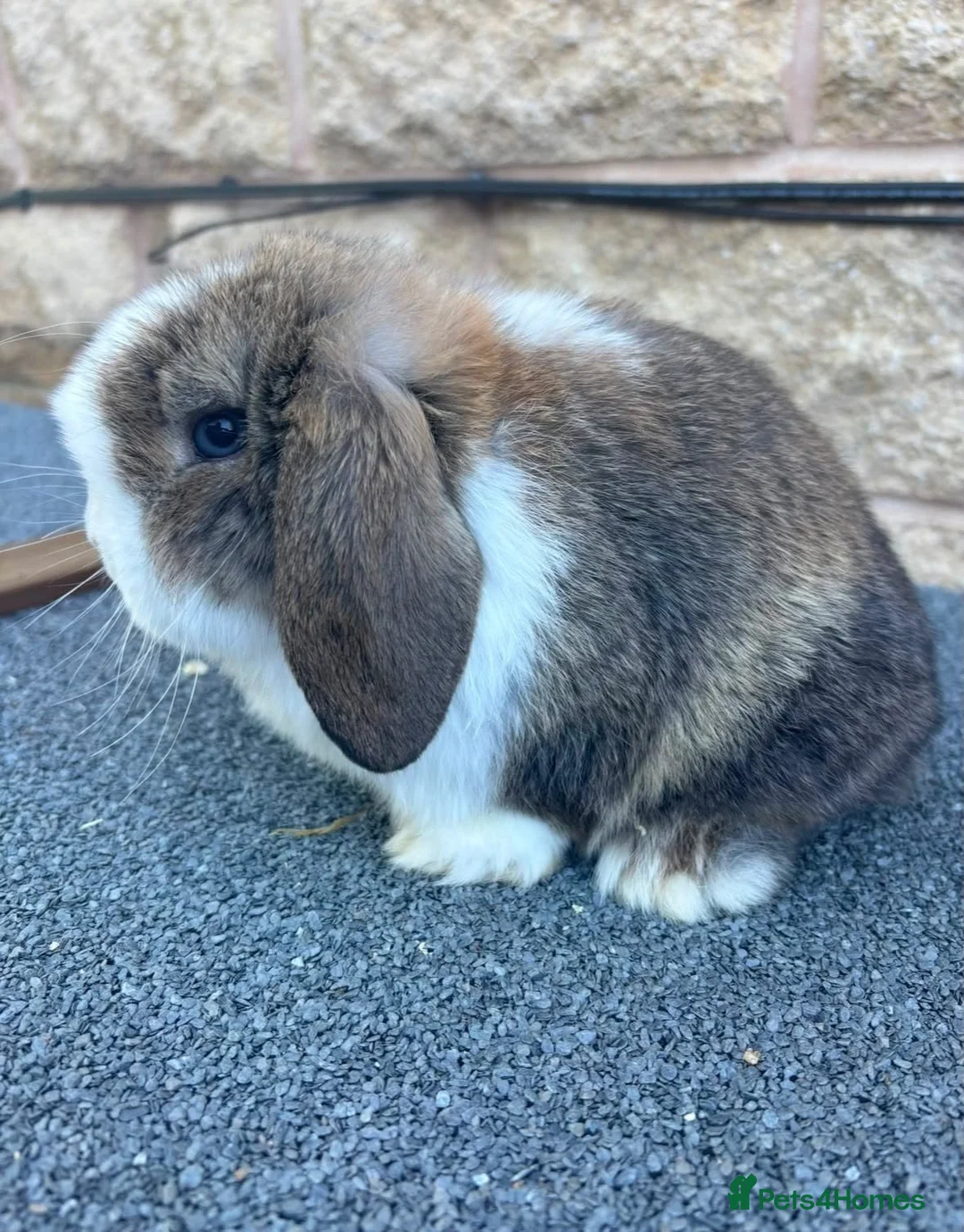 Mini Lop rabbits for sale: Mini lop girl - Advert 2