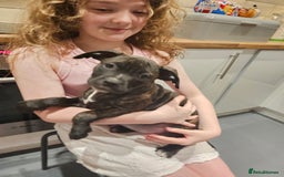 Mixed Breed dogs for sale: Female Staffordshire bull terrier puppy - Image 8