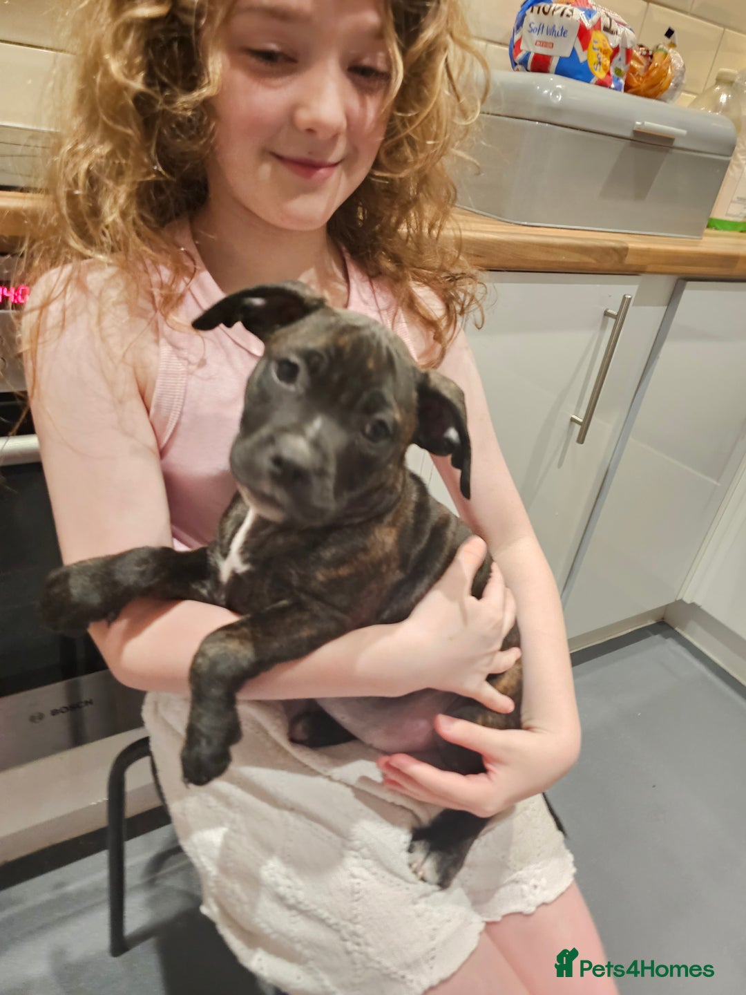Mixed Breed dogs for sale: Female Staffordshire bull terrier puppy - Image 8