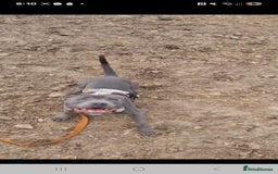 Staffordshire Bull Terrier dogs for sale: Full Blue staff - Image 2