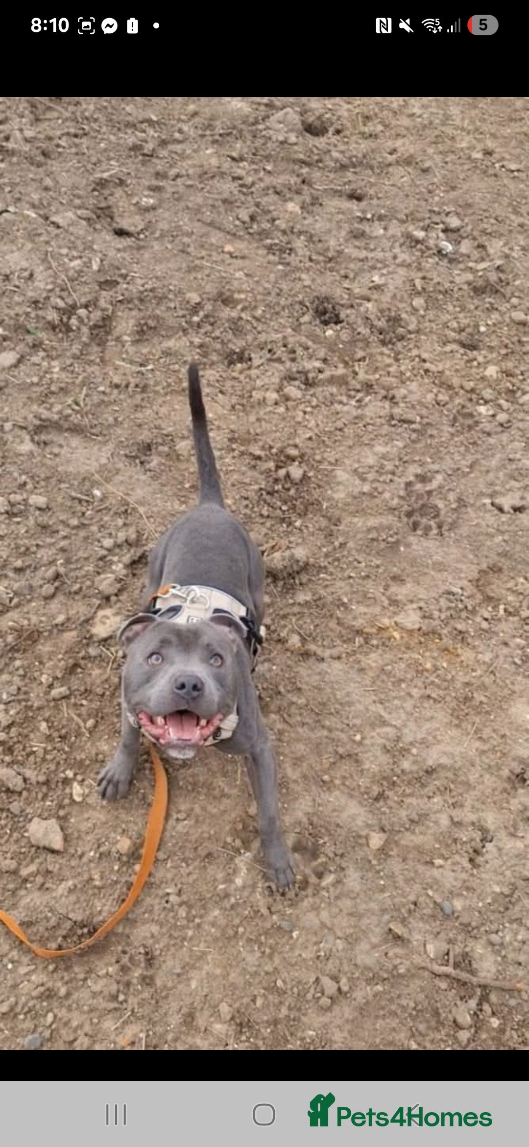 Staffordshire Bull Terrier dogs for sale: Full Blue staff - Image 2