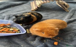 Guinea Pig rodents for sale: 2 Male Guinea Pigs - Advert 2