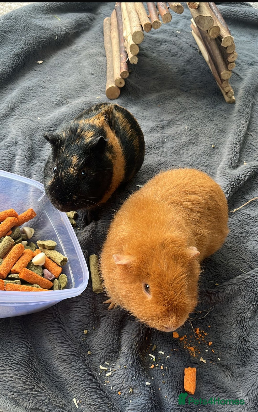 Guinea Pig rodents for sale: 2 Male Guinea Pigs - Advert 2