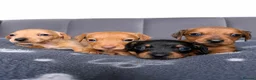 Miniature Dachshund dogs for sale: Smooth Haired Miniature Dachshund Puppies - Advert 1