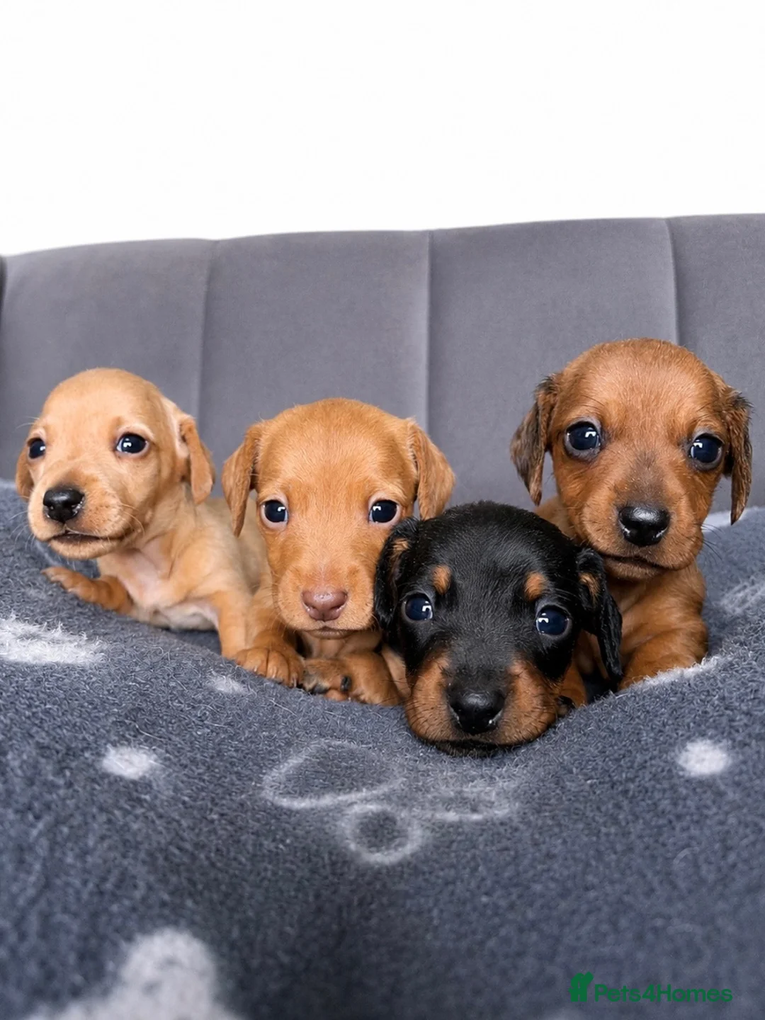 Miniature Dachshund dogs for sale: Smooth Haired Miniature Dachshund Puppies - Advert 1