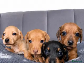 Miniature Dachshund dogs Smooth Haired Miniature Dachshund Puppies - Advert 6