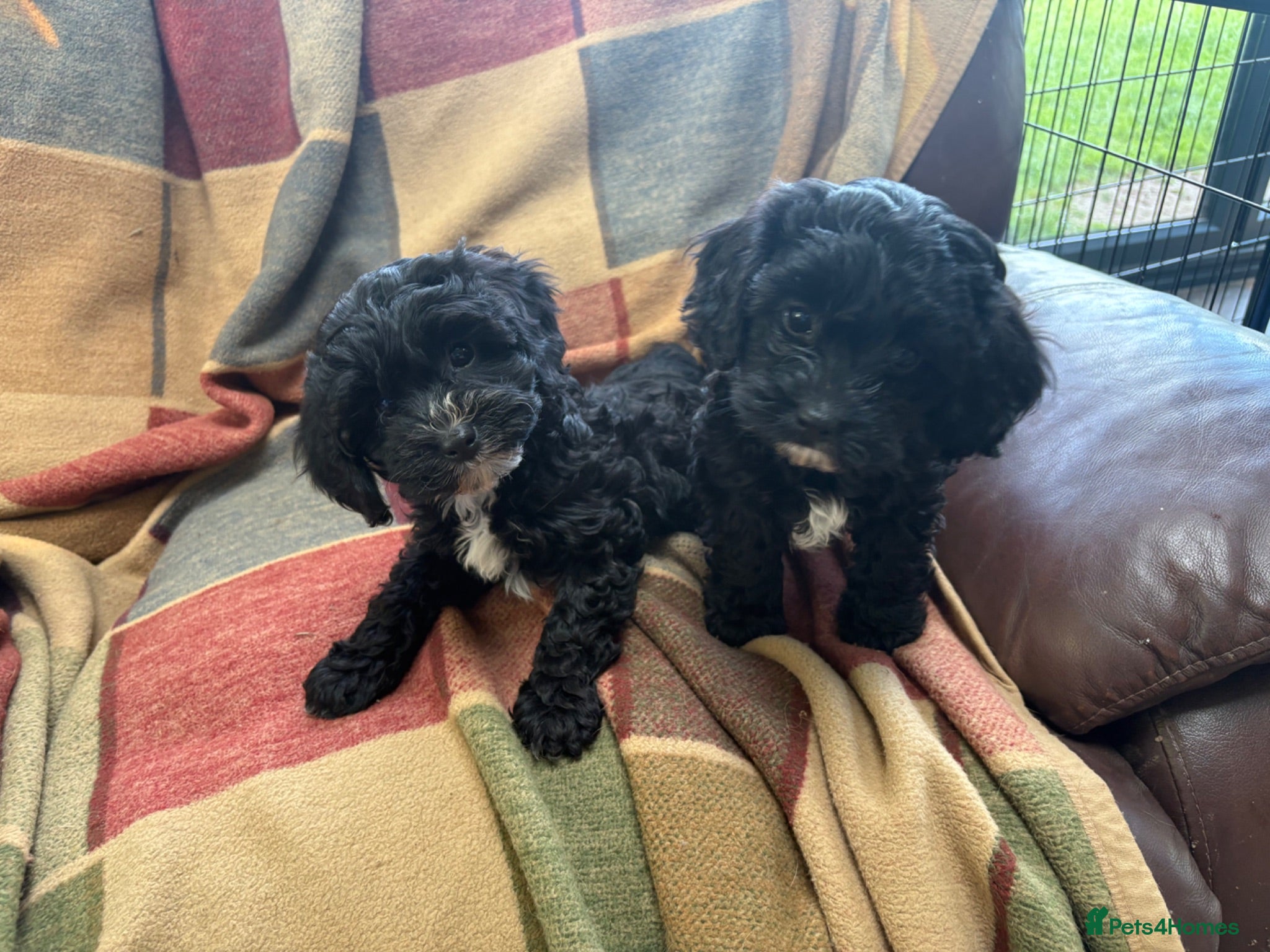 Cavapoo dogs Beautiful cavapoo puppies  - Advert 4