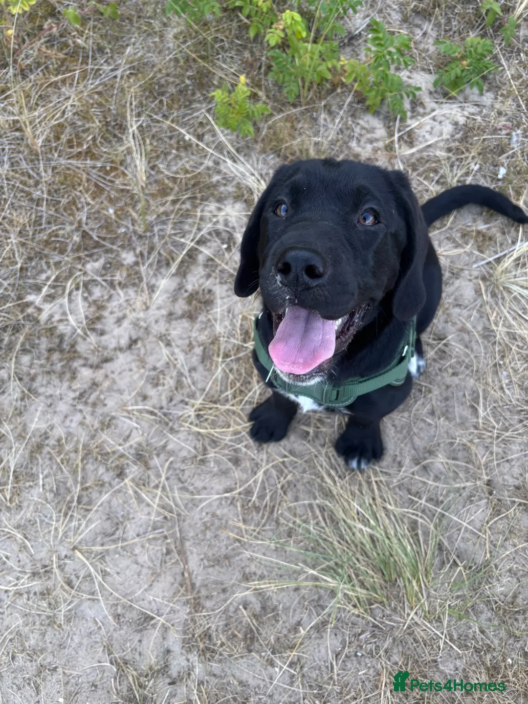 Mixed Breed dogs for sale: Koda  - Advert 6