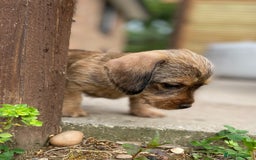 Dachshund dogs for sale: Schweenie puppies -ready to go! - Image 3