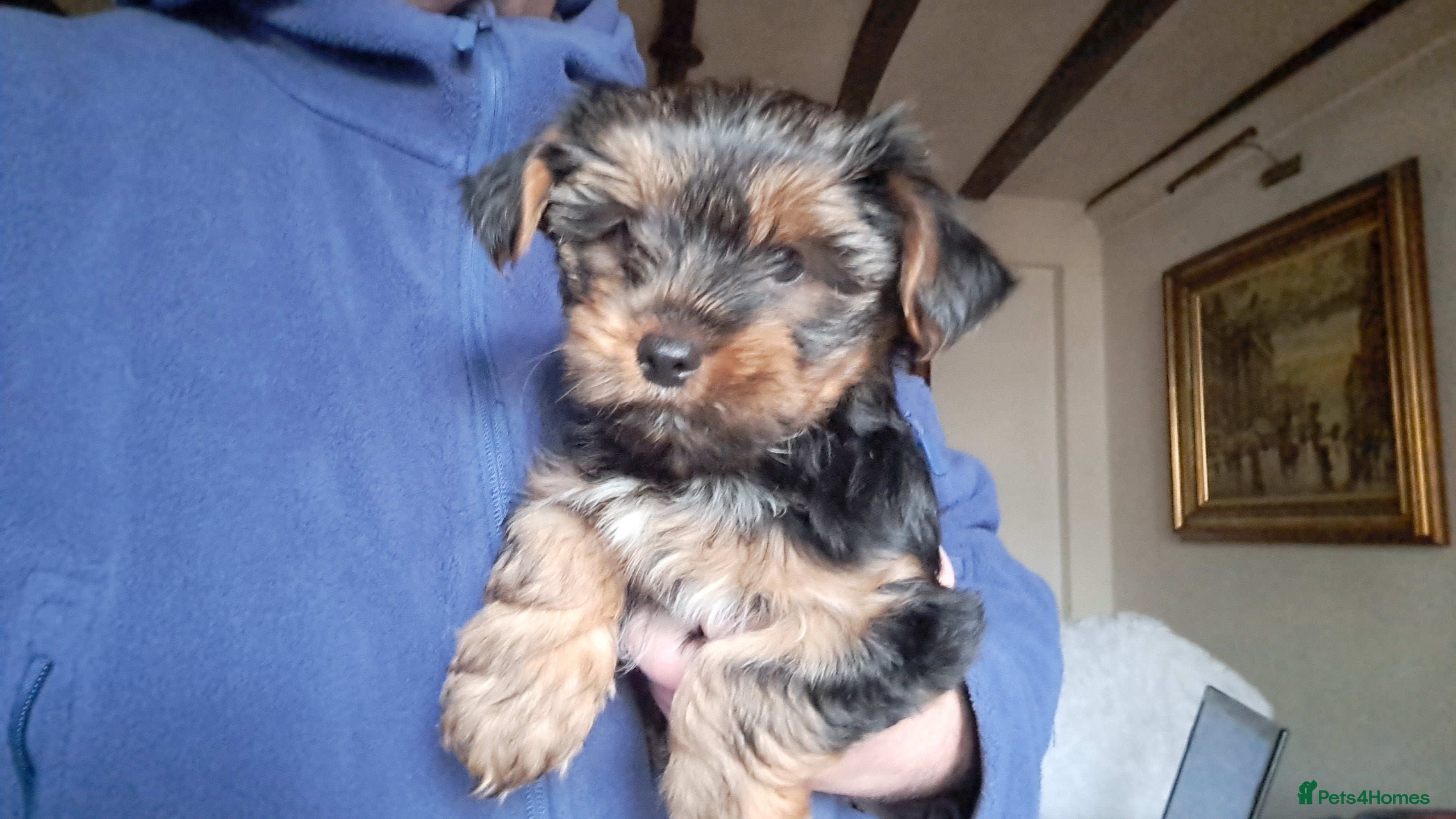 Yorkshire Terrier dogs Toy Pedigree Yorkshire terrier puppy's  - Advert 2