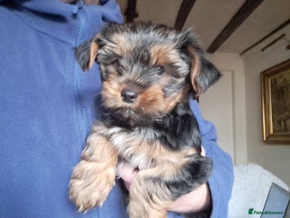 Yorkshire Terrier dogs Toy Pedigree Yorkshire terrier puppy's - Advert 5