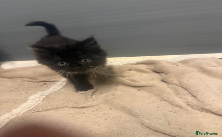 Mixed Breed cats - Advert 3