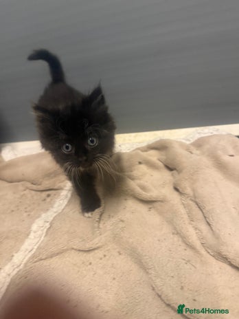 Mixed Breed cats - Advert 3