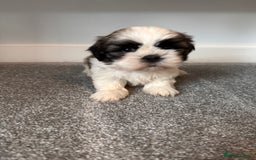 Shih Tzu dogs for sale: 5 gorgeous Shih Tzu puppies - Image 6