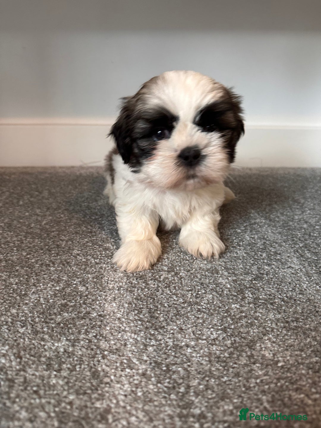 Shih Tzu dogs for sale: 5 gorgeous Shih Tzu puppies - Image 6