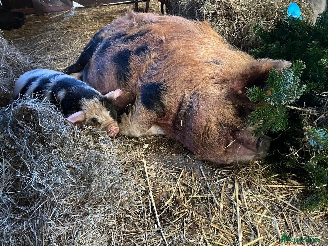 Pig livestock for sale: Three little pigs, Iron Age & Kune - Image 3