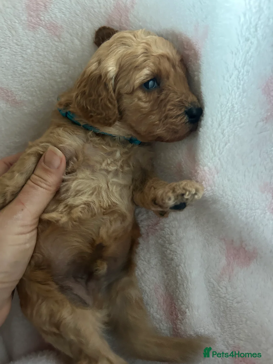 Cavapoo dogs for sale: Adventures of a curly cavapoo no further  - Advert 13