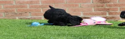Cockapoo dogs for sale: F1 COCKAPOO PUPPIES FOR SALE - Advert 18