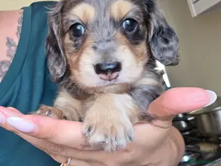 Miniature Dachshund dogs Kc Miniature Dachshund - Advert 17