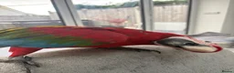 Parrots birds for sale: Greenwing Macaw - Advert 18