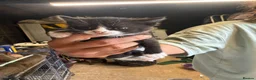 Mixed Breed cats for sale: Cute kittens for sale  - Advert 4