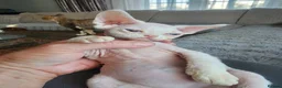 Devon Rex cats for sale: Two Devon Rex kittens for sale!!! - Advert 8