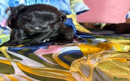 Miniature Schnauzer dogs for sale: Gorgeous KC Reg mini Schnauzers 1 black girl left  - Advert 2