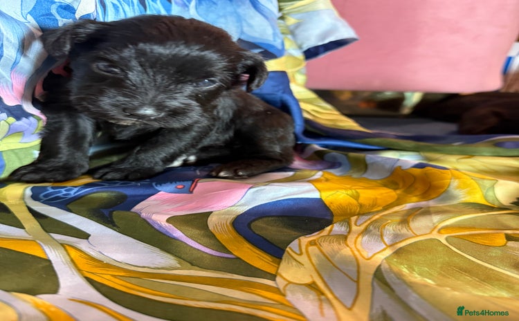 Miniature Schnauzer dogs - Advert 4