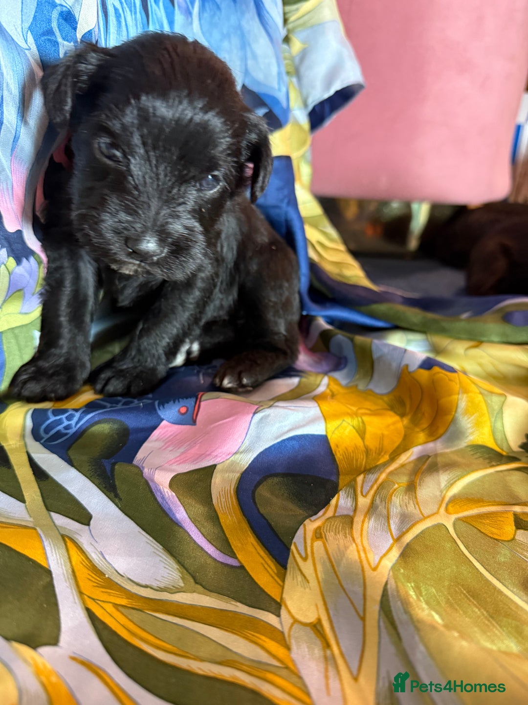 Miniature Schnauzer dogs for sale: Gorgeous KC Reg mini Schnauzers 1 black girl left  - Advert 2